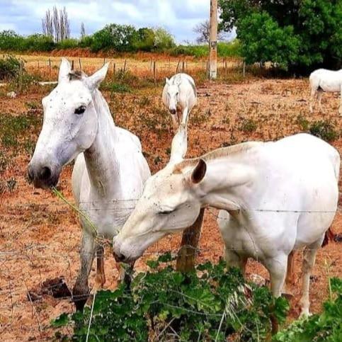 Quinta Marinhais Para Ferias No Ribatejo エクステリア 写真