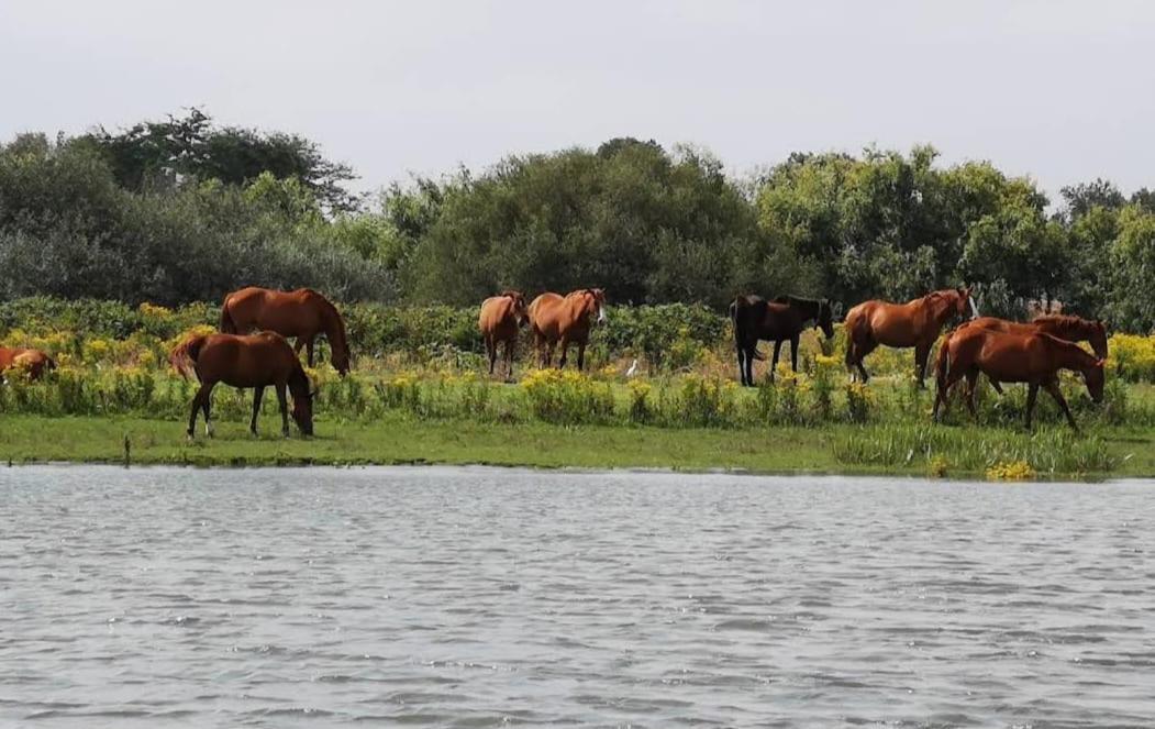 Quinta Marinhais Para Ferias No Ribatejo エクステリア 写真