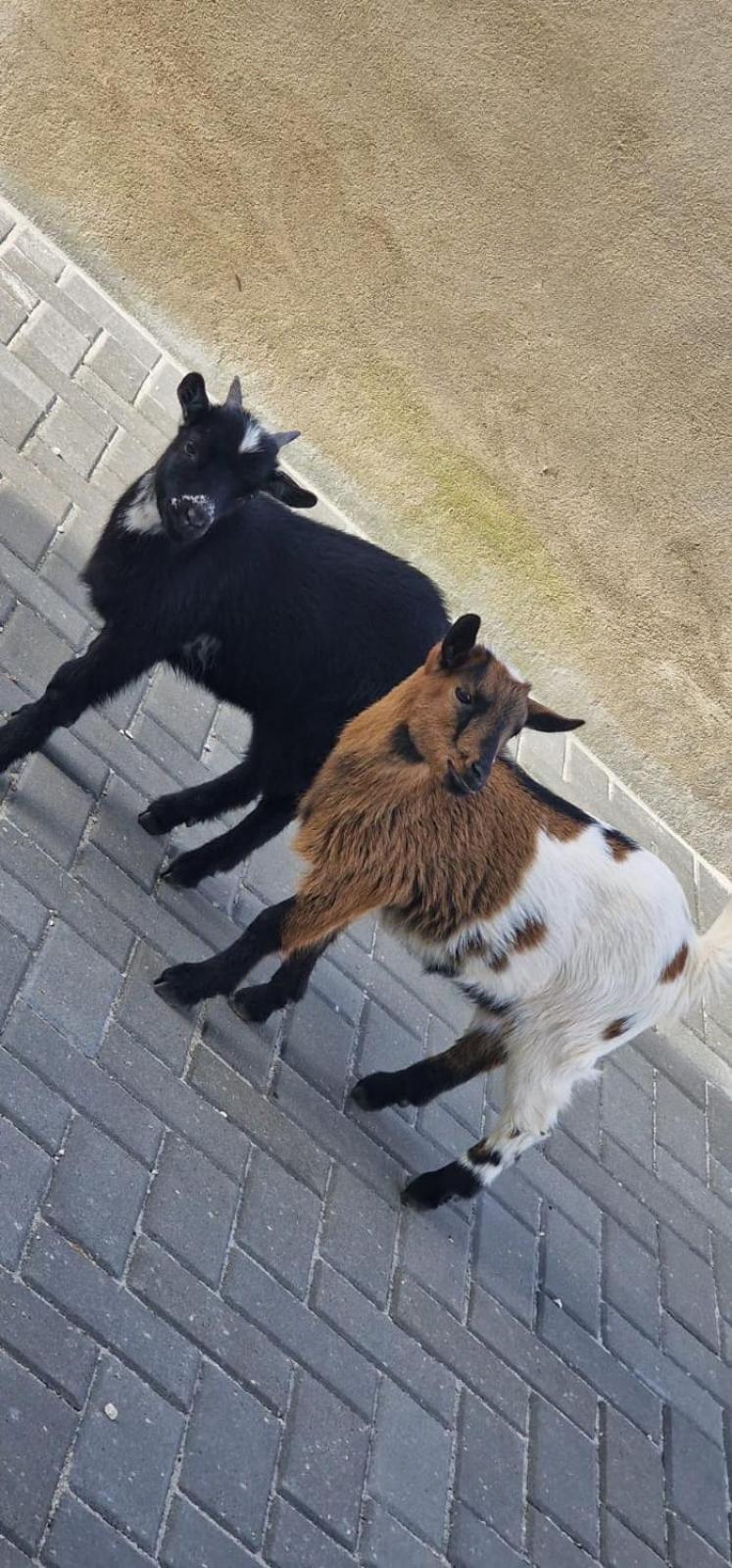 Quinta Marinhais Para Ferias No Ribatejo エクステリア 写真